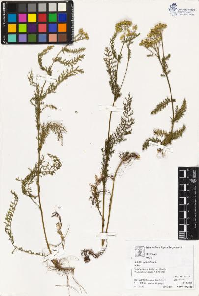 Achillea millefolium L.