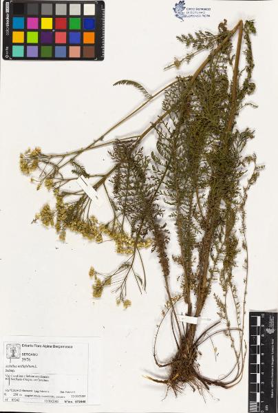 Achillea millefolium L.