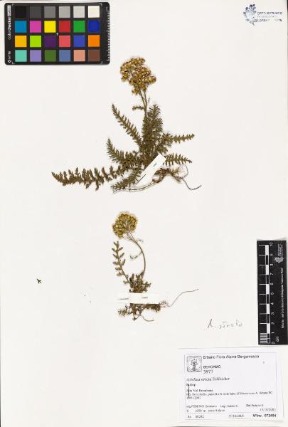 Achillea stricta Schleicher