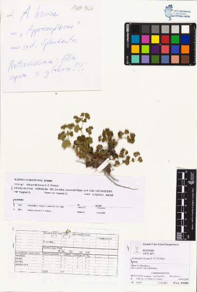 Alchemilla bonae S. E. Fröhner