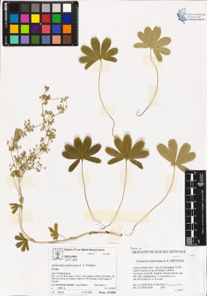 Alchemilla federiciana S. E. Fröhner