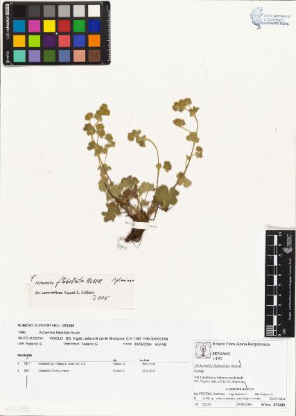 Alchemilla flabellata Buser