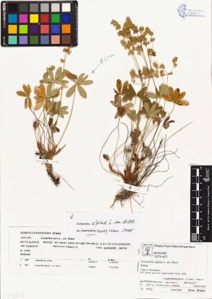 Alchemilla alpina L. em. Buser