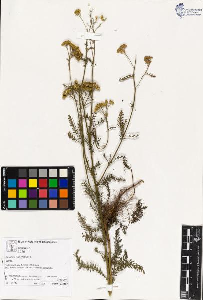 Achillea millefolium L.