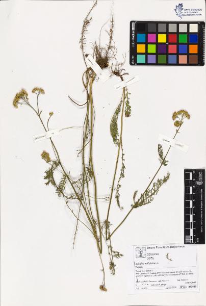 Achillea millefolium L.