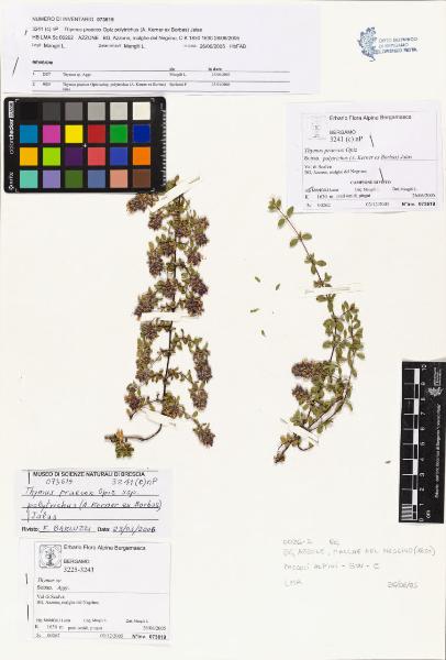 Thymus praecox Opiz subsp. polytrichus (A. Kerner ex Borbas) Jalas