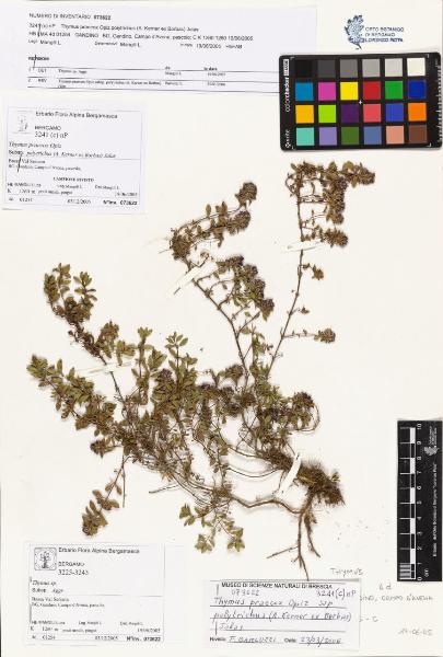 Thymus praecox Opiz subsp. polytrichus (A. Kerner ex Borbas) Jalas