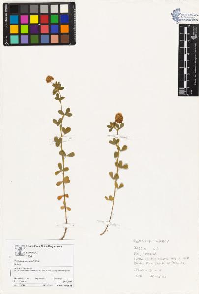 Trifolium aureum Pollich