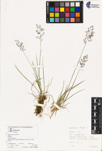 Agrostis tenuis sìbth.