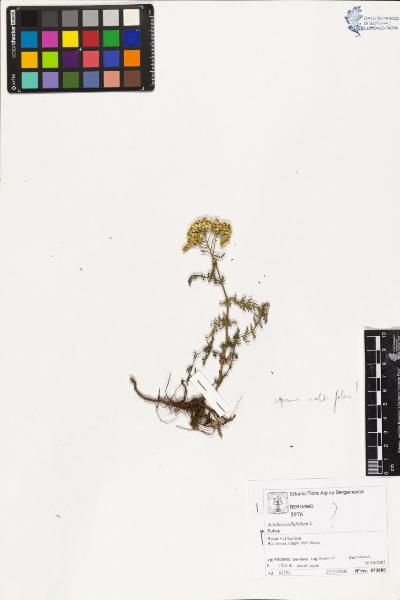 Achillea millefolium L.