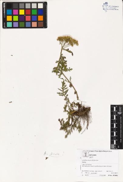 Achillea stricta Schleicher