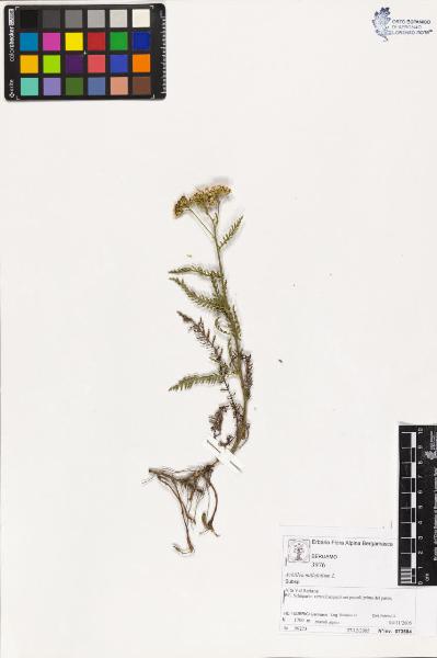 Achillea millefolium L.