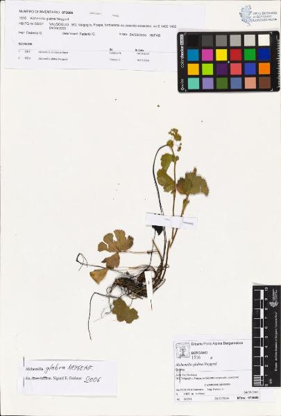 Alchemilla glabra Neygenf.