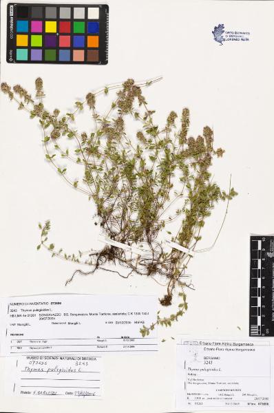 Thymus pulegioides L.