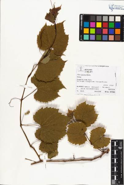 Vitis riparia Michx.