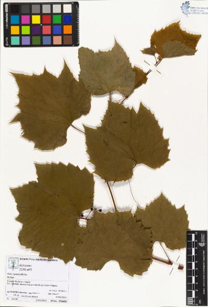 Vitis riparia Michx.