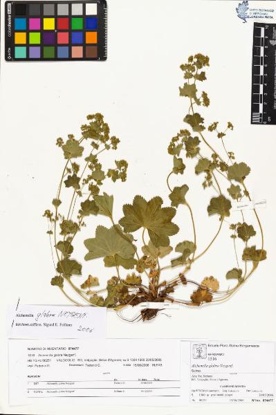 Alchemilla glabra Neygenf.