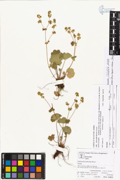 Alchemilla flabellata Buser