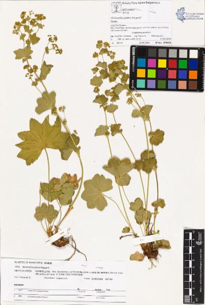 Alchemilla glabra Neygenf.