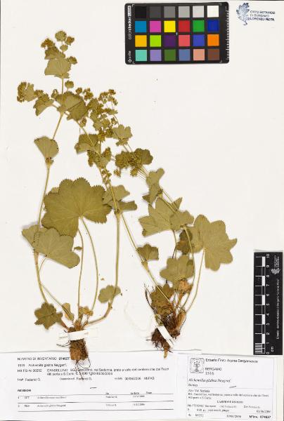 Alchemilla glabra Neygenf.