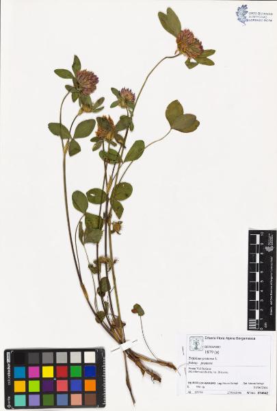 Trifolium pratense L. subsp. pratense