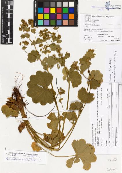 Alchemilla fallax Buser