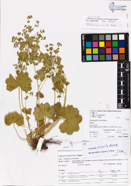 Alchemilla crinita Buser