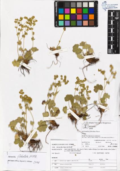 Alchemilla flabellata Buser