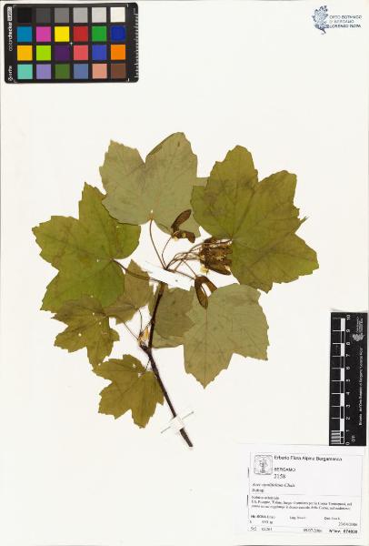 Acer opulifolium Chaix