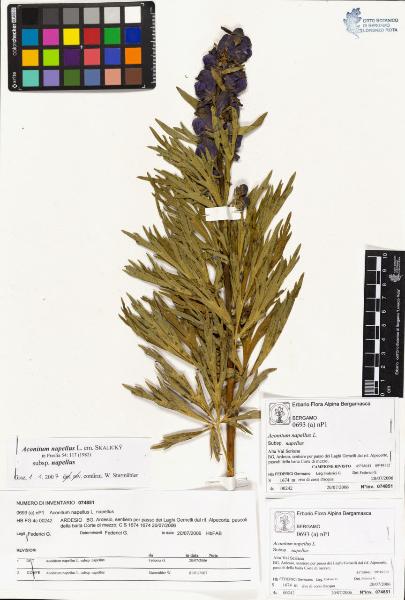 Aconitum napellus L. subsp. napellus