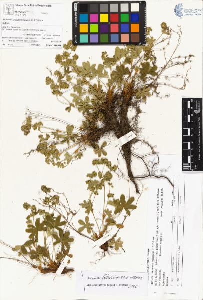 Alchemilla federiciana S. E. Fröhner