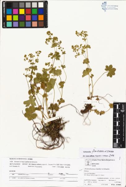 Alchemilla fissa Gunther et Schumm.