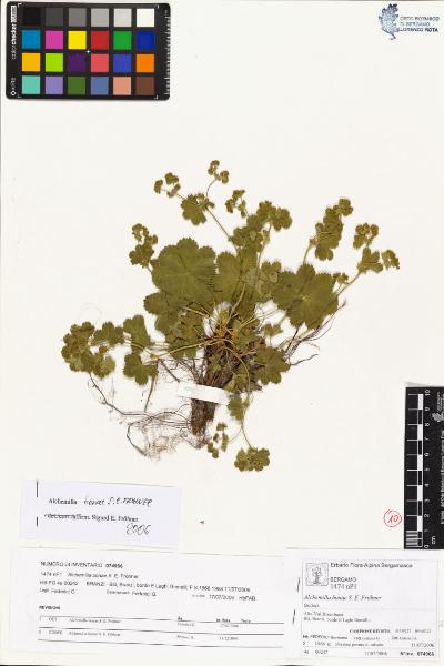 Alchemilla bonae S. E. Fröhner