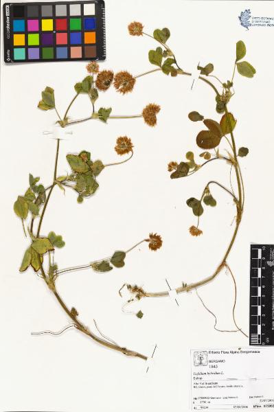 Trifolium hybridum L.