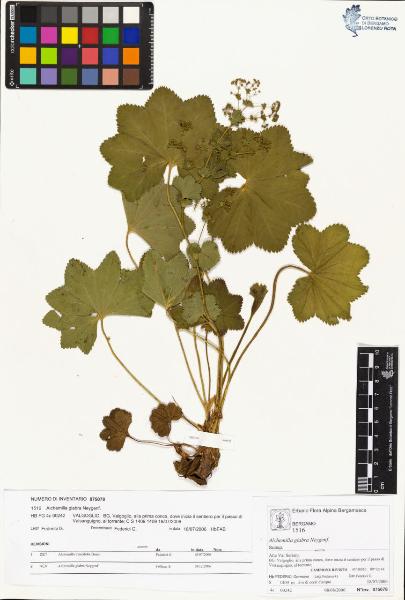 Alchemilla glabra Neygenf.