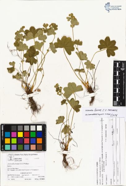 Alchemilla bonae S. E. Fröhner