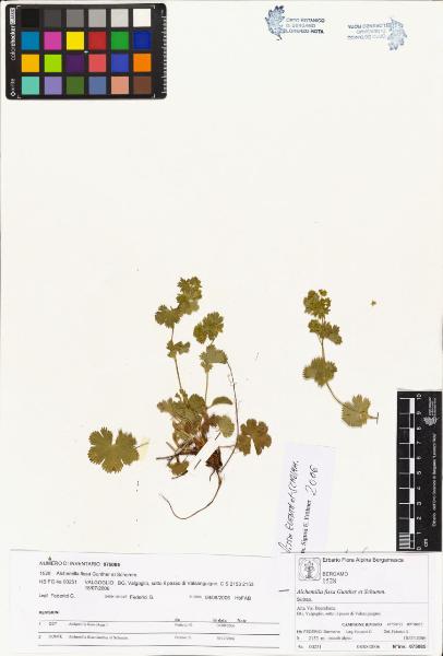 Alchemilla fissa Gunther et Schumm.