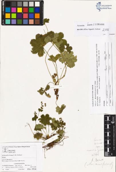 Alchemilla bonae S. E. Fröhner