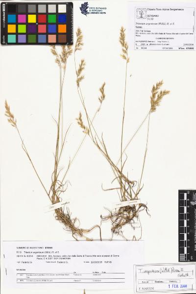 Trisetum argenteum (Willd.) R. et S.