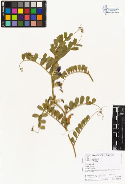 Vicia sativa L. subsp. sativa