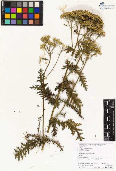 Achillea stricta Schleicher