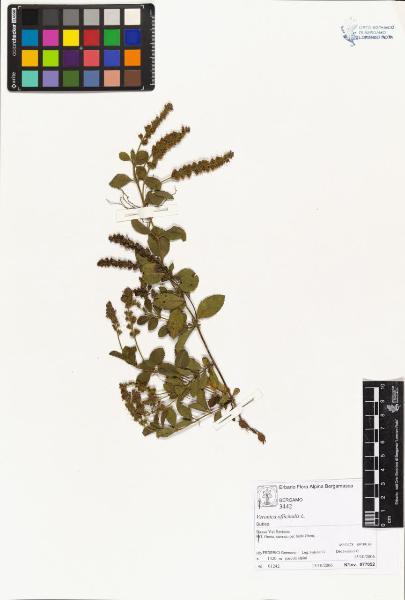 Veronica officinalis L.