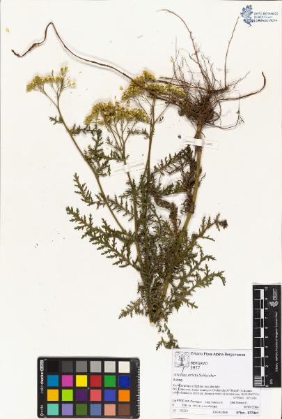 Achillea stricta Schleicher