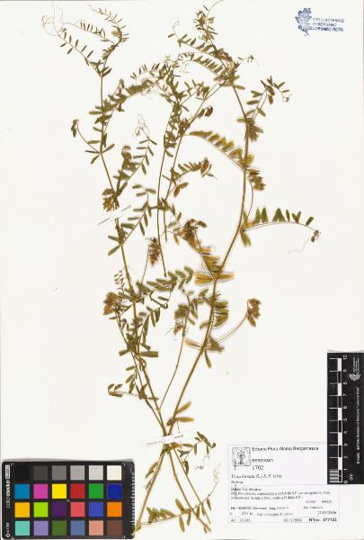 Vicia hirsuta (L.) S. F. Gray