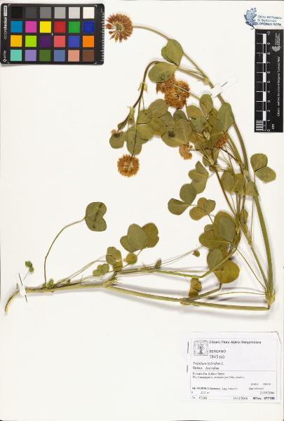 Trifolium hybridum L. subsp. hybridum