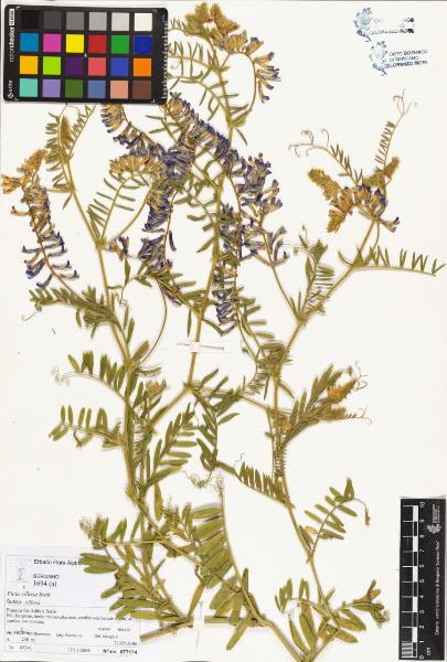 Vicia villosa Roth subsp. villosa