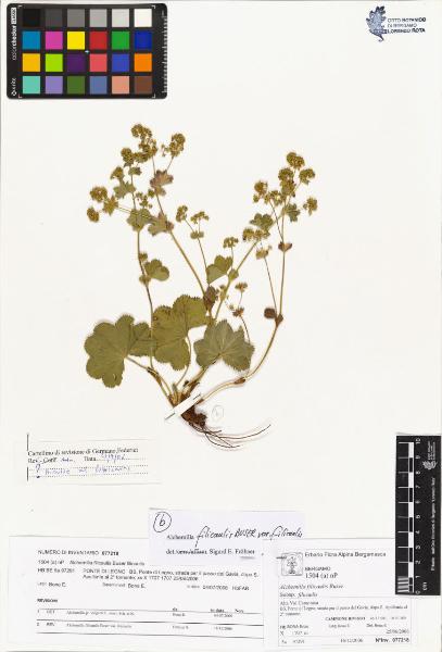 Alchemilla filicaulis Buser subsp. filicaulis