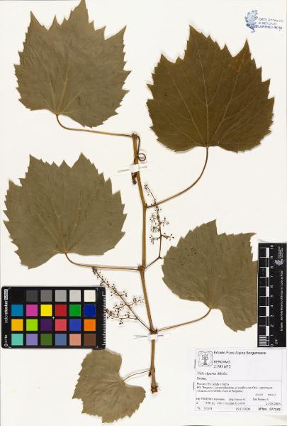 Vitis riparia Michx.