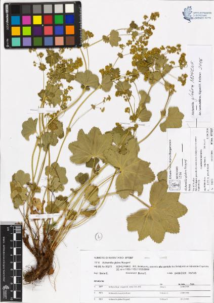 Alchemilla glabra Neygenf.