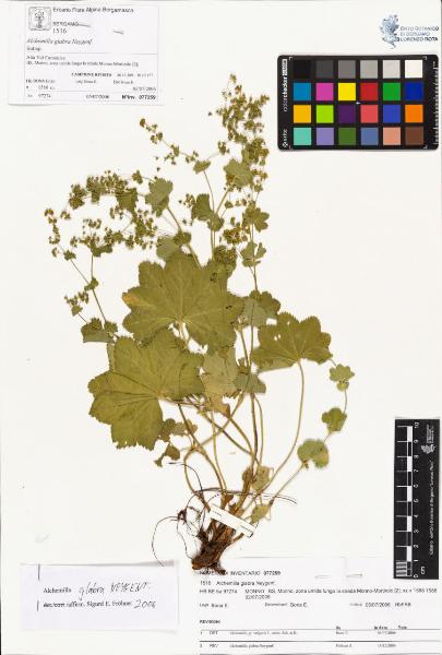 Alchemilla glabra Neygenf.